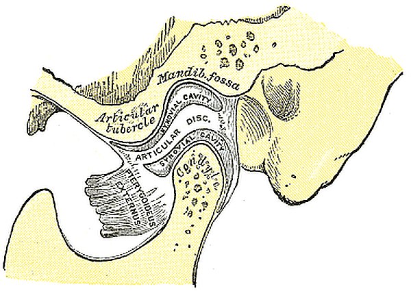 Cranio Mandibulaere Dysfunktionen CMD